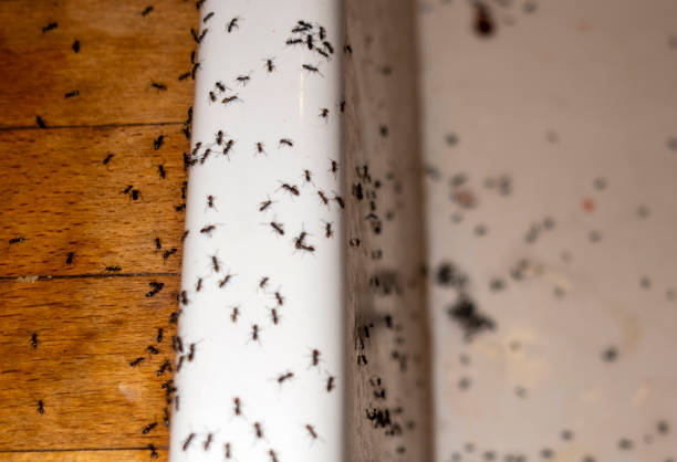 Best Pest Removal Services  in Russellton, PA
